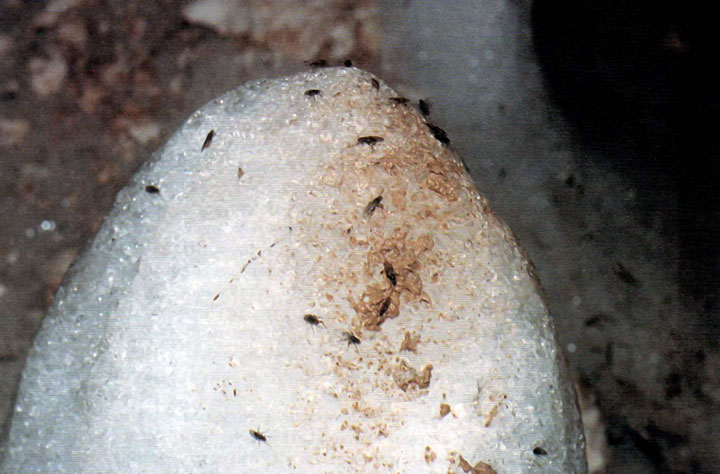 Мухи Helomisa на поверхности сталагмита