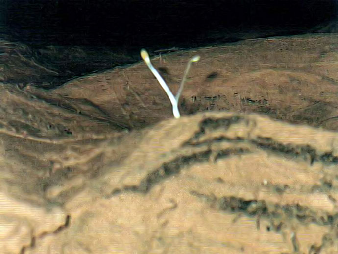 Растение, выросшее в темноте пещеры (Голубинская-1)
